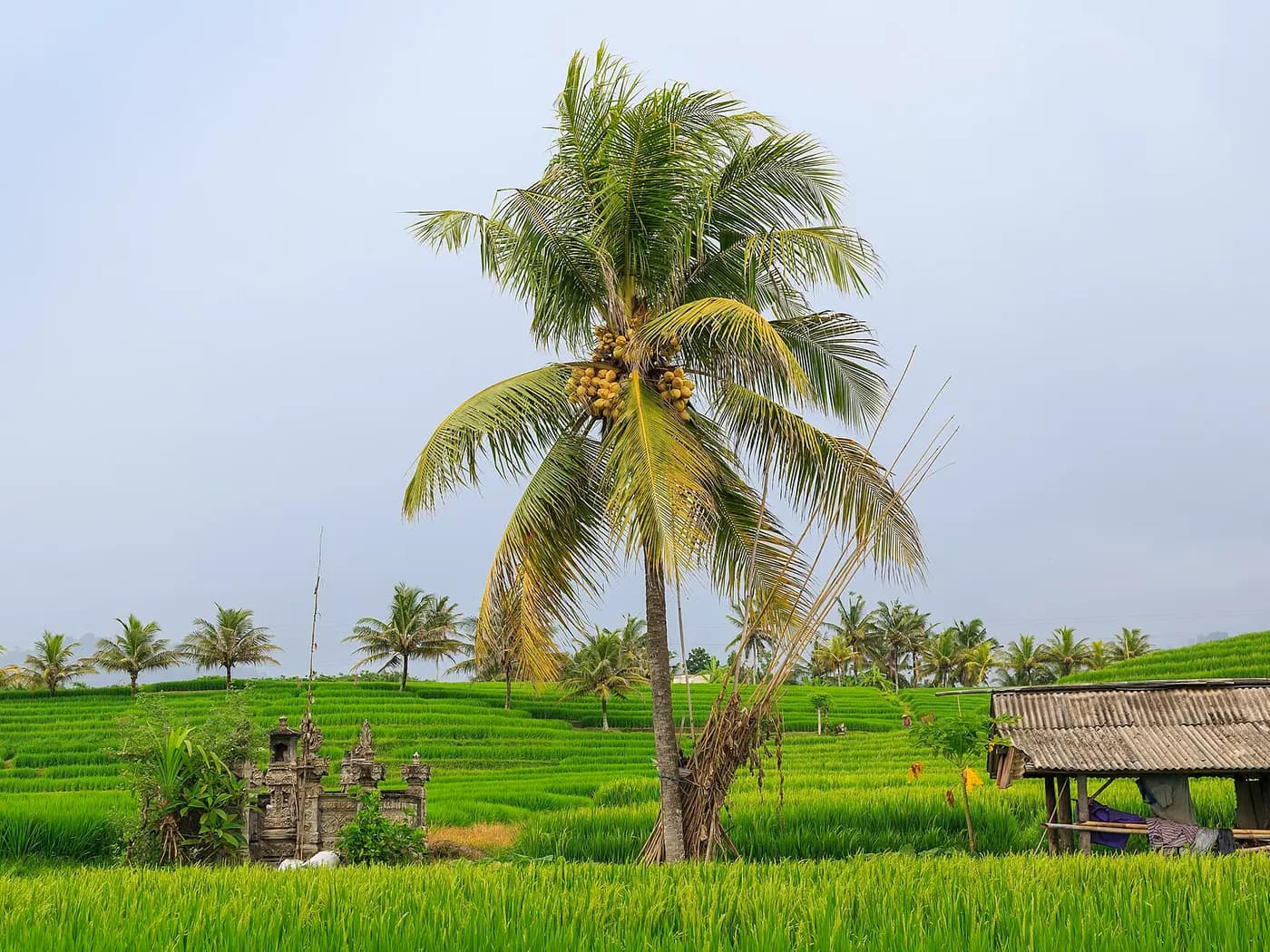 Foto 1: Bali